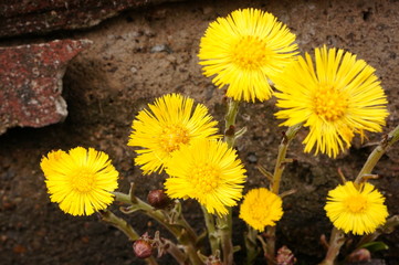 First spring yellow flowers