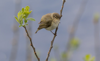 warbler