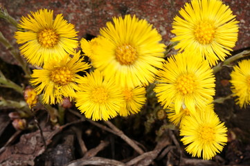 First spring yellow flowers