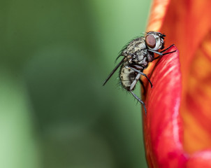 House fly (Musca domestica)