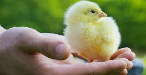 On a sunny day, little yellow chicks sitting on his hands, in the background of green grass and trees, concept: farming, ecology, bio, easter, love.