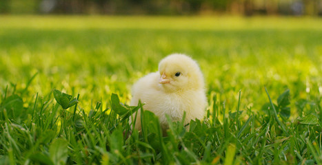 On a sunny day, little yellow chicks sitting in the grass, in the background of green grass and trees, concept: farming, ecology, bio, easter, love. © Kitreel