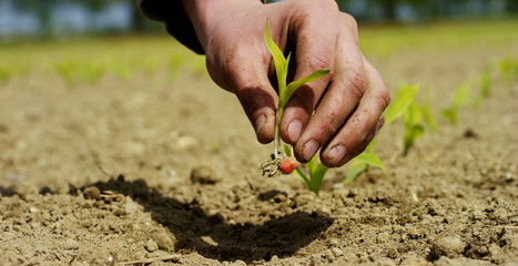 Man holds the biological sprout of life in his labor hands and plants in the ground on working fields, on a brown background, concept: lifestyle,farming,ecology,bio,love, tradition,planting, new life.