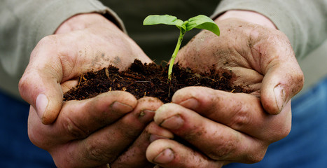 A man holds a biological sprout of life in his labor hands with the ground for planting, on a green...