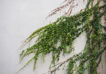 Green creeper on cement wall