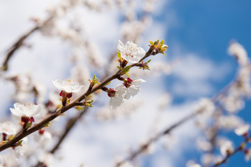 Beautiful gentle flowering tree in the garden. Apple-tree color. April flowering branches of a fruit garden. Buds on a tree branch. The first spring flowering of the garden.