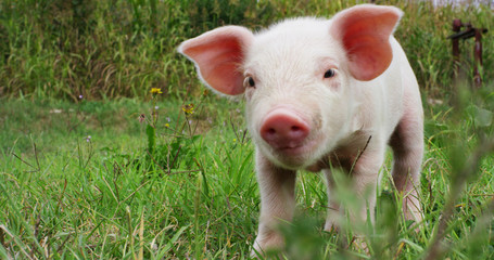 pig cute newborn standing on a grass lawn. concept of biological , animal health , friendship , love of nature . vegan and vegetarian style . respect for nature .	