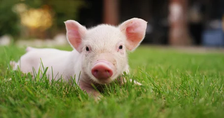 Fotobehang pig cute newborn standing on a grass lawn. concept of biological , animal health , friendship , love of nature . vegan and vegetarian style . respect for nature .  © Kitreel