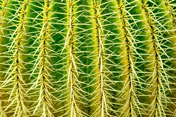 Abstract textured background of a barrel cactus (echinocactus grusonii), extreme close up