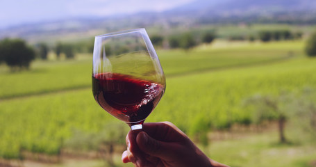 glass of red wine poured directly in the vineyards during the harvest of black grapes. concept of organic and healthy . connection with the world of wine .
