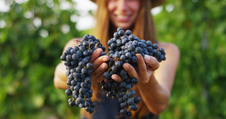 girl in September to harvest vineyards , collects the selected grape bunches in Italy for the great...