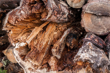 Wooden texture. Close-up the end of felled rotten mouldering tree.