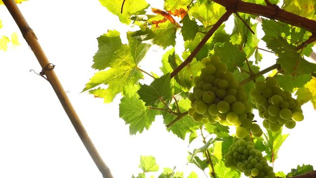 Green grapes on vine, Dolly shot
