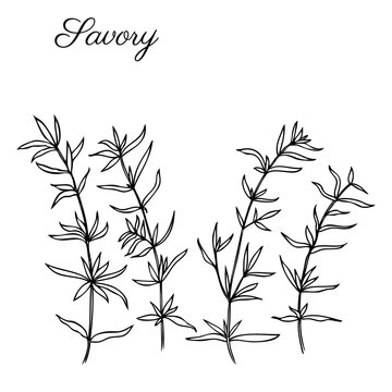 Savory hand drawn vector botanical ink sketch, health medical plants and herbs isolated on white background, line art, Collection of spices for design kitchen, card, menu, natural organic product
