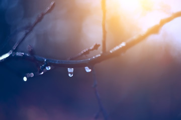 drop on a bare branch. The onset of spring, spring drops. The first rays of the sun warm. Very soft focus.
