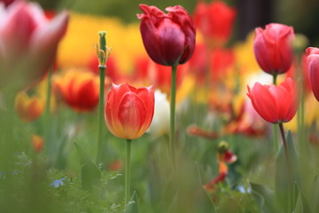Obraz premium Tulip