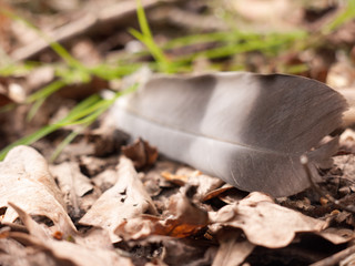 a close of a magpie feather on the ground with dead leaves and detail