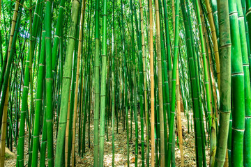 Green bamboo stems.