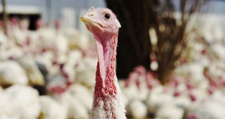 Super slow motion of white turkeys on a farmland with scenic hills view (close up)