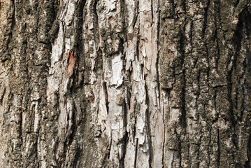The old bark texture for some background