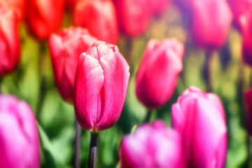Obraz na płótnie Canvas Beautiful pink tulips. Nature background