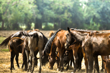 Herd of horses grazing in field in field