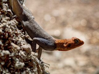 Agama, Epupa Falls, Namibia