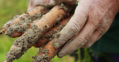 hands marked by work and by the time of an experienced farmer cleaned by mother earth a bush of freshly picked fresh carrots in super slow-motion