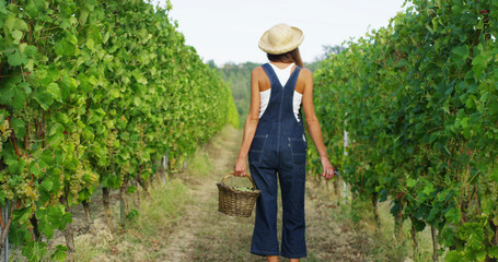 girl in September to harvest vineyards , collects the selected grape bunches in Italy for the great harvest. biological concept id , organic food and fine wine handmade	
