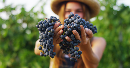 girl in September to harvest vineyards , collects the selected grape bunches in Italy for the great...