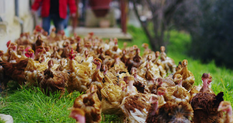 a herd of brown hens live in the countryside and peck the food while enjoying the outdoors and clean with mountains in the background