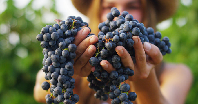 Girl In September To Harvest Vineyards , Collects The Selected Grape Bunches In Italy For The Great Harvest. Biological Concept Id , Organic Food And Fine Wine Handmade	