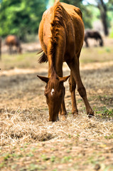 Fototapeta premium Herd of horses grazing in field in field