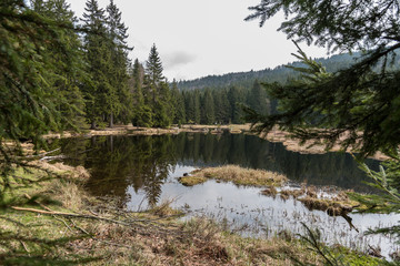 Schwimmende Moosinsln auf dem "Kleinen Abersee" - Naturschutzgebiet im Bayerischen Wald 