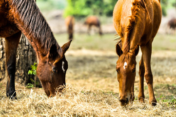 Herd of horses grazing in field in field