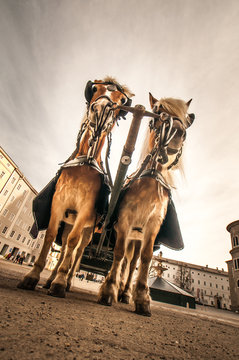 Kutschpferde auf dem Kapitelplatz in Salzburg