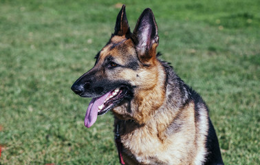 German Shepherd Portrait