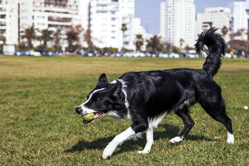 Border Collie Dog Playing in the Park
