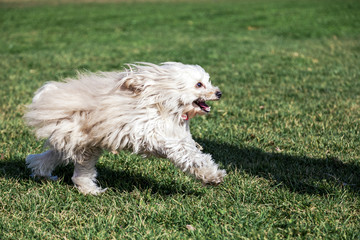 Toy Poodle Running in the Park