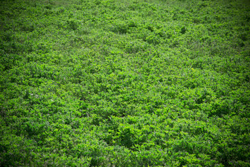 Beautiful green grass texture from golf course