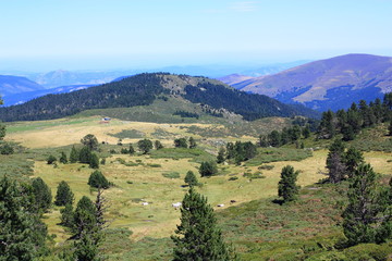 Fototapeta na wymiar Prairie dans les Pyrénées audoises, Occitanie dans le sud de la France. 