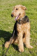 Airdale Terrier Dog Portrait