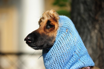 Afghan Hound in the hood looking at the light