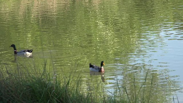 duck turning while floating in pond