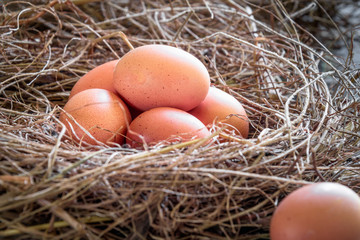 Eggs in straw / Fresh farmer's eggs.