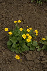 Flowering Ficaria verna plant in the garden