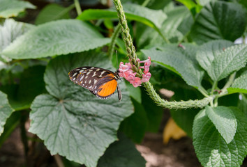 Monarch butterfly at butterfly house. Mainau island. Germany