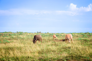 Buffalo, buffalo, albino and buffalo skin are usually grassed in grass.