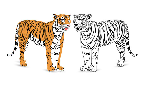 Tiger silhouette illustration. Wild life animals. isolated on  white background.