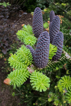 Delavays Fir Tree and Cones in Roath Park
